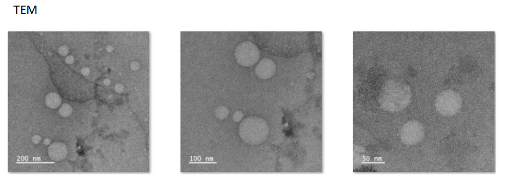 CY5.5 Modified Liposomal@Celastrol 