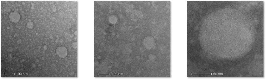 Blank liposome@CY5-TPP(Triphenylphosphine),±100nm